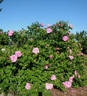 Belle Poitevine rose photo
