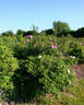 Henry Hudson rose photo