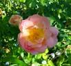 Prairie Peace rose photo