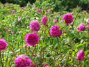 Beau Narcisse rose photo