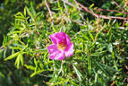 <i>Rosa nitida</i> Willd. rose photo