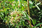 <i>Rosa nitida</i> Willd. rose photo