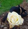 White Cockade rose photo