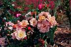 Bessy rose photo