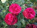 La Rose des 4 Vents rose photo