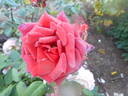 Stéphane Bern® rose photo