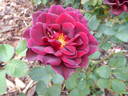 Burgundy velvet rose photo