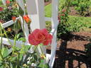 Talisman, Cl. rose photo
