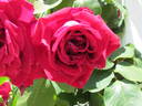 Countess of Stradbroke rose photo
