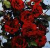 Moulin Rouge ® rose photo