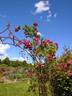 Henry Irving rose photo