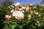 Madame Paule Massad rose photo