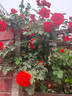 Cordula ® rose photo