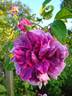 Tour de Malakoff (centifolia, Pastoret/Soupert rose photo