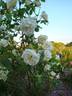 Blanc Pur rose photo