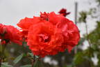 Scarlet Queen Elizabeth rose photo