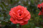 Scarlet Queen Elizabeth rose photo