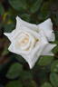 Frances Phoebe rose photo