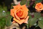 Copper Gem rose photo