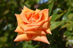 Copper Gem rose photo