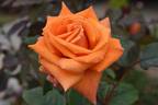 Copper Gem rose photo