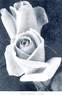 Killarney rose photo