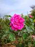 Madame Charles Baltet rose photo