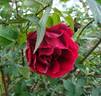 Climbing Crimson Glory rose photo