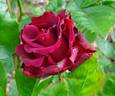 Katie's Rose rose photo