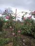 Empress of China rose photo