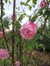 Empress of China rose photo