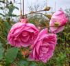 Birdie Blye rose photo