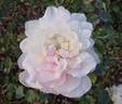 Madame Cornélissen rose photo