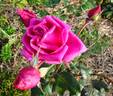 Earl Godard Bentinck rose photo