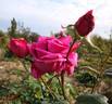Earl Godard Bentinck rose photo