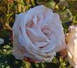 Perle d'Amour rose photo