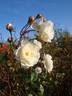 Katharina Zeimet rose photo