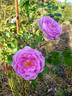 Birdie Blye rose photo