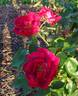 Sally Miller rose photo