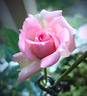 Overnight Scentsation ™ rose photo