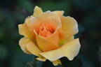 Honey Perfume ™ rose photo