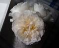 Eugenie rose photo