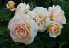 Pfirsichgold rose photo