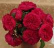 Rabelais rose photo