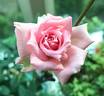 Overnight Scentsation ™ rose photo