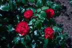 Mathias Meilland ® rose photo
