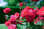 Red Simplicity ® rose photo
