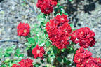 Scarlet Sunblaze ™ rose photo