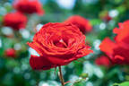 Australian Centenary of Federation rose photo