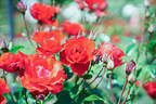 Matthias Meilland rose photo